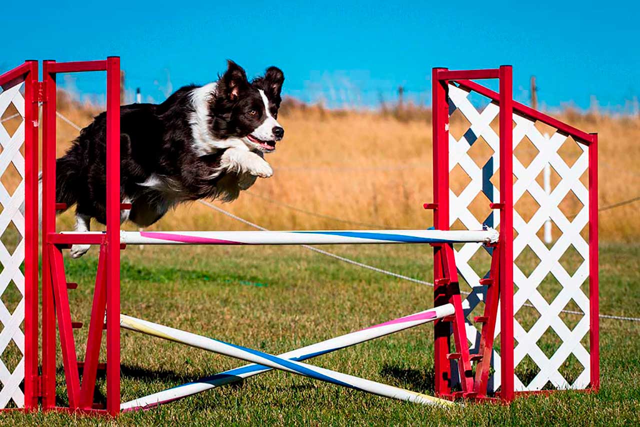 El border collie es el rey de los deportes de agilidad, destaca en agility, pastoreo, obediencia OCI,,,